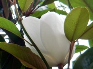 Magnolia 1