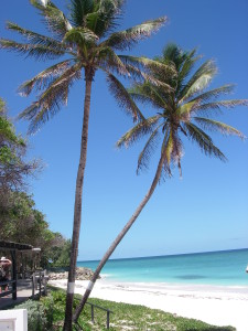 Crane beach